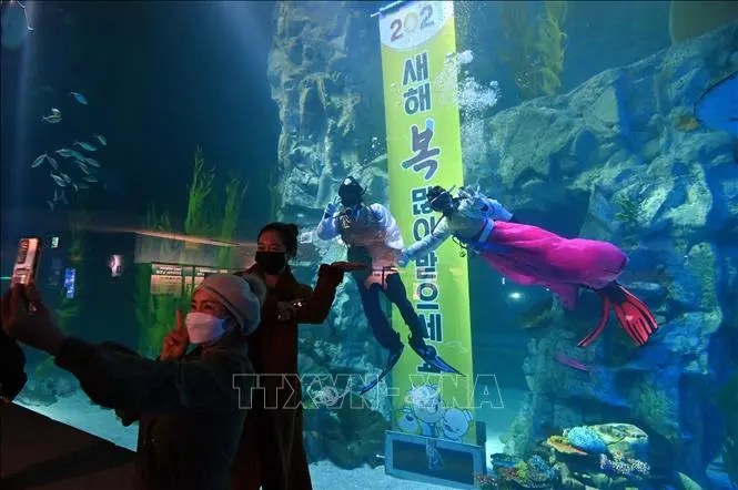 Ấn tượng những bộ Hanbok trong lòng thủy cung ở Hàn Quốc