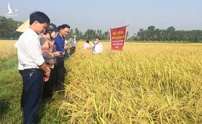 Bạc Liêu: Kỳ vọng vào hạt gạo ngon nhất thế giới