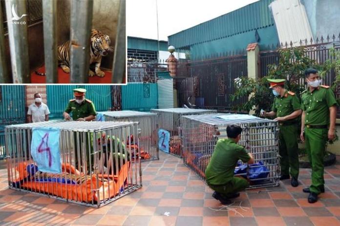 Chi phí 600 triệu hàng tháng để nuôi 9 con hổ ở Nghệ An ai chi trả?