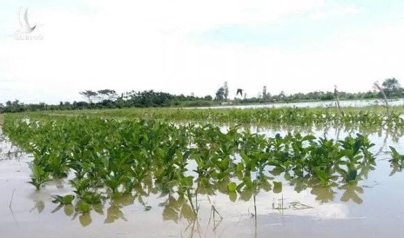 ĐBSCL: Hàng nghìn căn nhà “chìm trong biển nước”, hàng nghìn ha lúa bị ngập úng