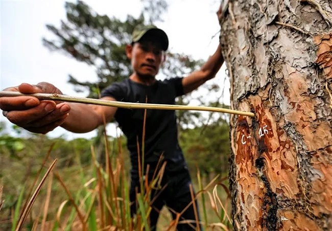 Điều tra vụ đầu độc rừng thông quy mô lớn tại Lâm Đồng