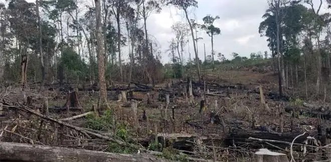 Hai trưởng ban quản lý rừng phòng hộ để mất hàng trăm ha rừng