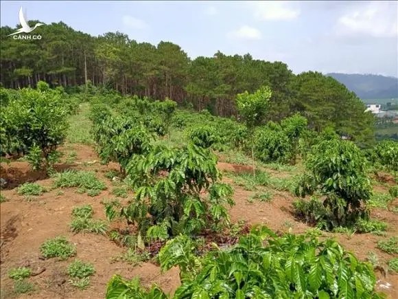 Hàng trăm ha rừng ở Lâm Đồng ‘biến mất’ do quản lý lỏng lẻo