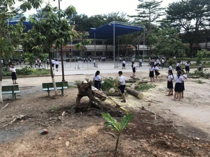 Một cây phượng trong trường học ở Bình Dương lại bật gốc
