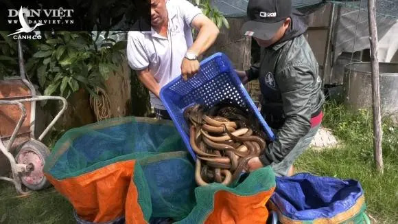 Một ông nông dân tỉnh Đồng Tháp bắt hàng tấn lươn không bùn toàn con to bự, thương lái tấp nập đến mua