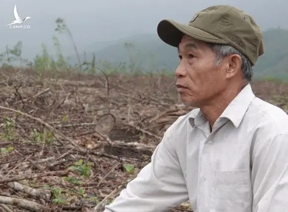 Nông dân Quảng Ngãi “khai tử” hàng trăm ha cây cao su