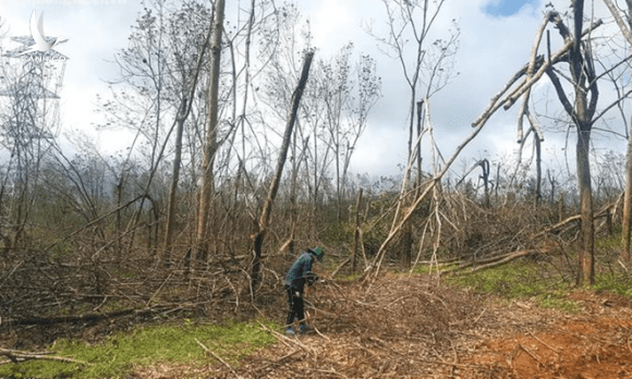 Nông dân Quảng Ngãi “khai tử” hàng trăm ha cây cao su