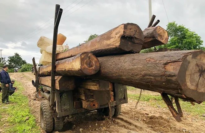 Phát hiện hàng chục cây gỗ bị cưa hạ trái phép tại rừng phòng hộ