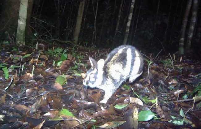 Phát hiện loài thỏ vằn ở Vườn Quốc gia Bidoup-Núi Bà