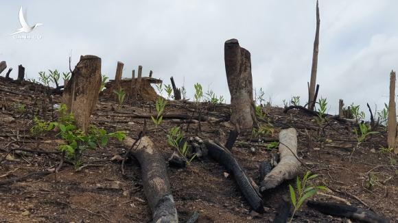Rừng tự nhiên ở Phú Yên lại bị tàn phá: Lợi dụng dịch COVID-19 để phá rừng?