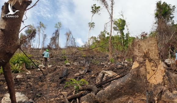 Rừng tự nhiên ở Phú Yên lại bị tàn phá: Lợi dụng dịch COVID-19 để phá rừng?