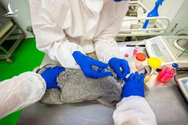 Singapore muốn tiêm vaccine Covid-19 cho động vật
