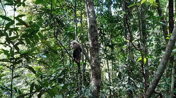 Thả khỉ đuôi lợn và trăn gấm quý hiếm về rừng tự nhiên