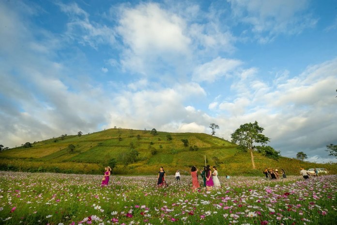 Tuần lễ hoa dã quỳ - núi lửa Chư Đăng Ya, Gia Lai