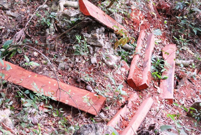 Khởi tố Trạm trưởng kiểm lâm để phá rừng ở Phong Nha Kẻ Bàng