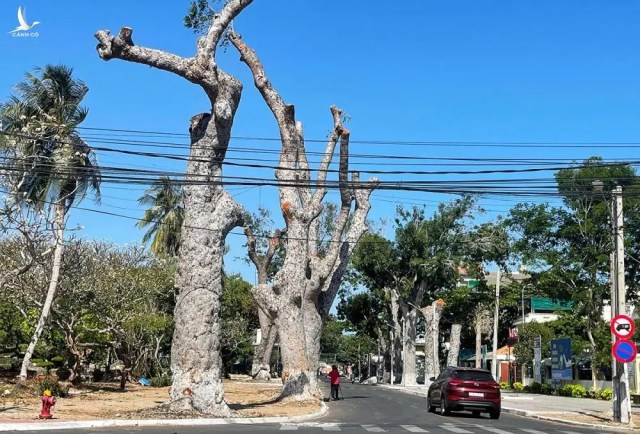 Bí thư Vũng Tàu nhận khuyết điểm vụ cưa cổ thụ làm đường