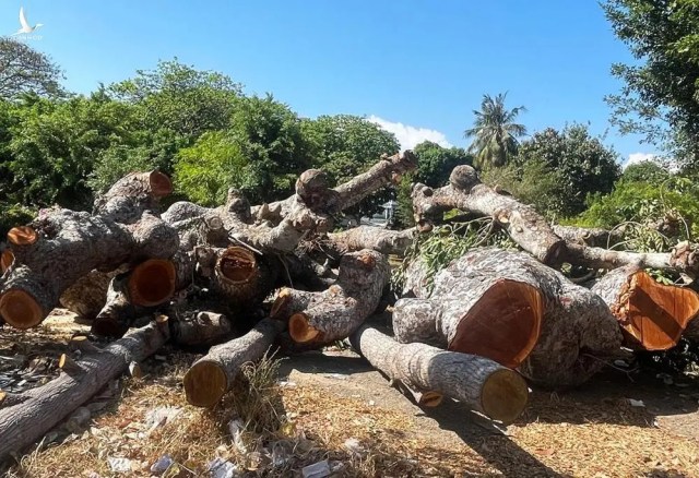 Bí thư Vũng Tàu nhận khuyết điểm vụ cưa cổ thụ làm đường