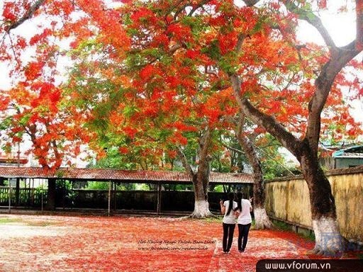 Cuối tuần: Ôn lại bài dạy của Bác Hồ để giải “Nỗi oan hoa phượng”