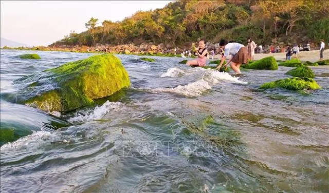 Đẹp ngỡ ngàng mùa rêu xanh mướt tại rạn Nam Ô, Đà Nẵng