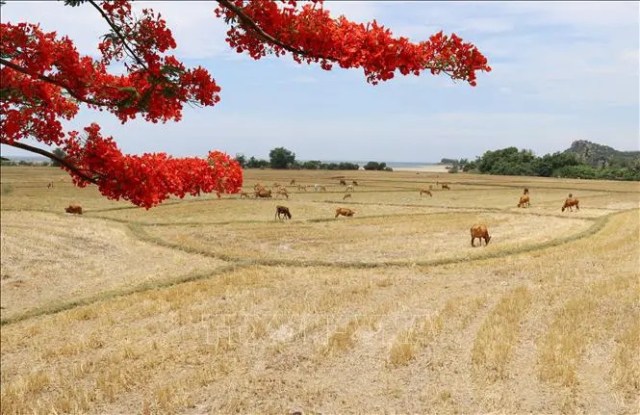 Du lịch Ninh Thuận - Bài 1: Từng bước trở thành trọng điểm du lịch