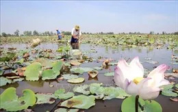 Du lịch xanh nơi 'Đồng Tháp Mười thu nhỏ'