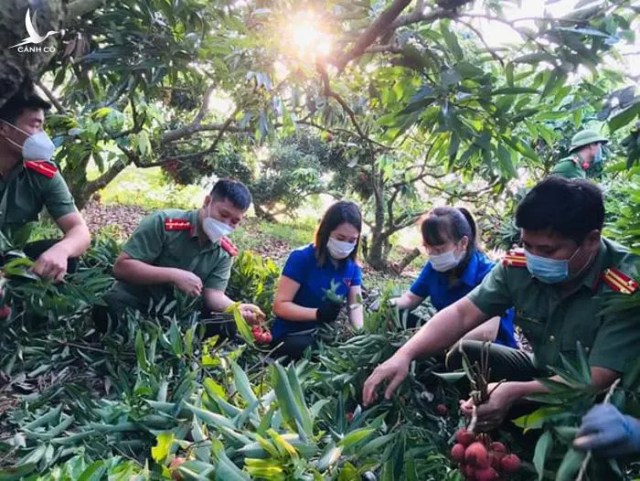 Đừng để những con sâu bẩn trên mạng làm vải thiều mất ngon