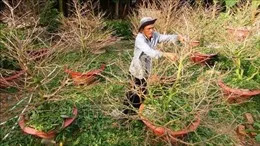 Hội thi 'Mai vàng An Nhơn'