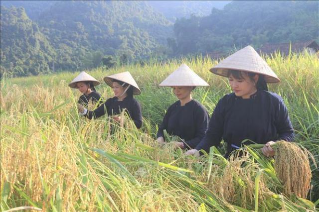 Lưu giữ và phát triển văn hóa Tày cổ ở Tiên Thành, Cao Bằng