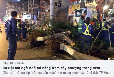 Năm nay mà còn trường hợp cây đè chết người thì cứ đưa mấy anh này lên tế nhé