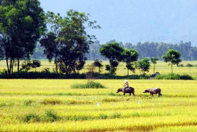 Năm Sửu nói chuyện trâu