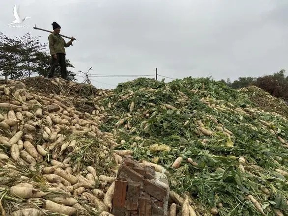 Người nông dân Hải Dương bỏ đi hàng nghìn tấn củ cải, su hào: Lỗi thuộc về ai?