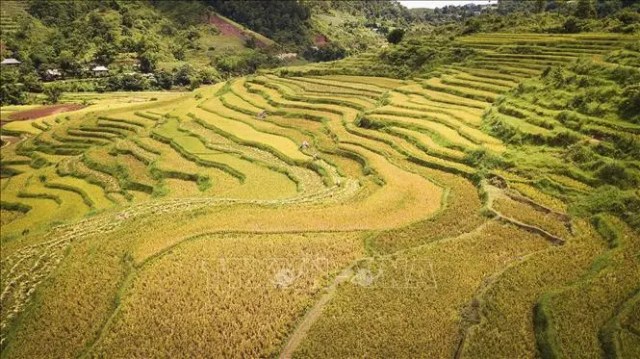 Phát huy lợi thế ruộng bậc thang, tạo sức hút du khách đến với Hòa Bình