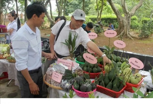 Phú Yên khai trương tuyến du lịch cao nguyên Vân Hòa 