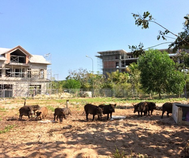 Thực hư thông tin 'Thu hồi đất trái luật tại Phú Quốc'