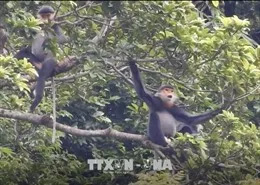 'Vọoc chà vá chân nâu bán đảo Sơn Trà' giành giải Nhất thi ảnh đa dạng sinh học